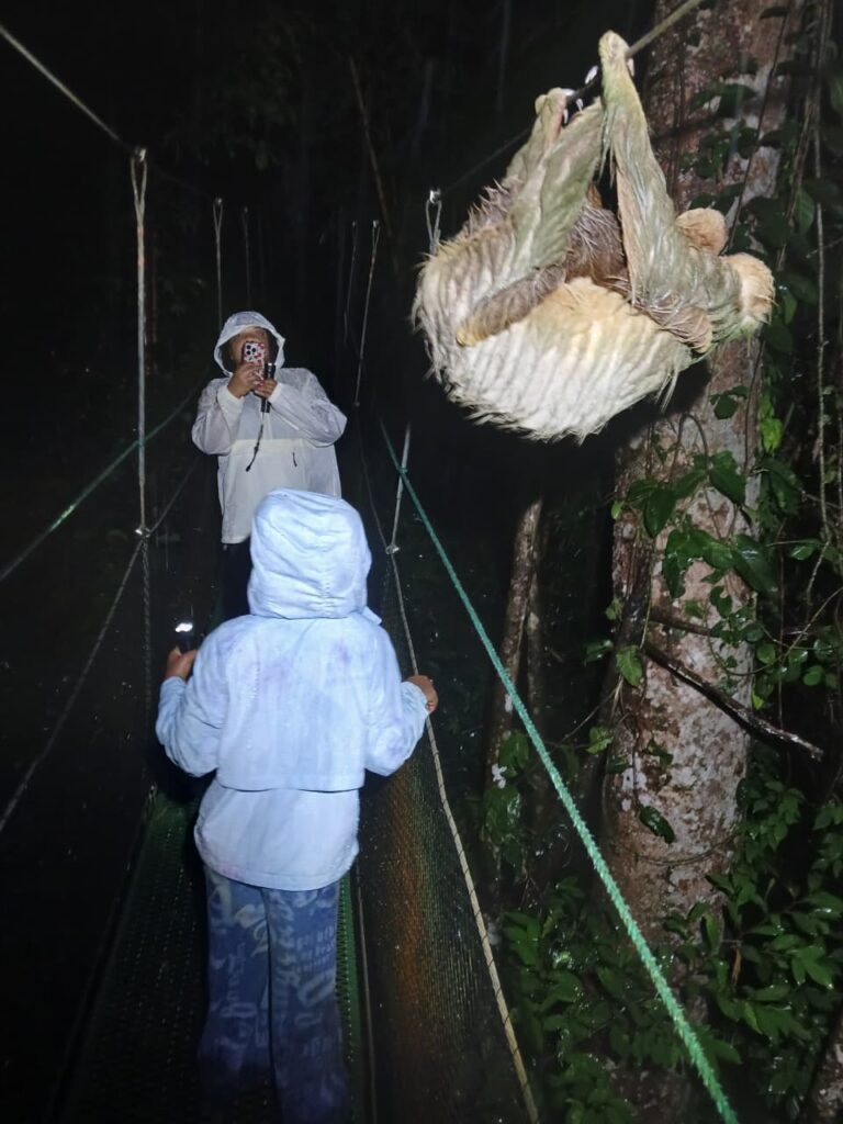 Night Tour Manuel Antonio Costa Rica