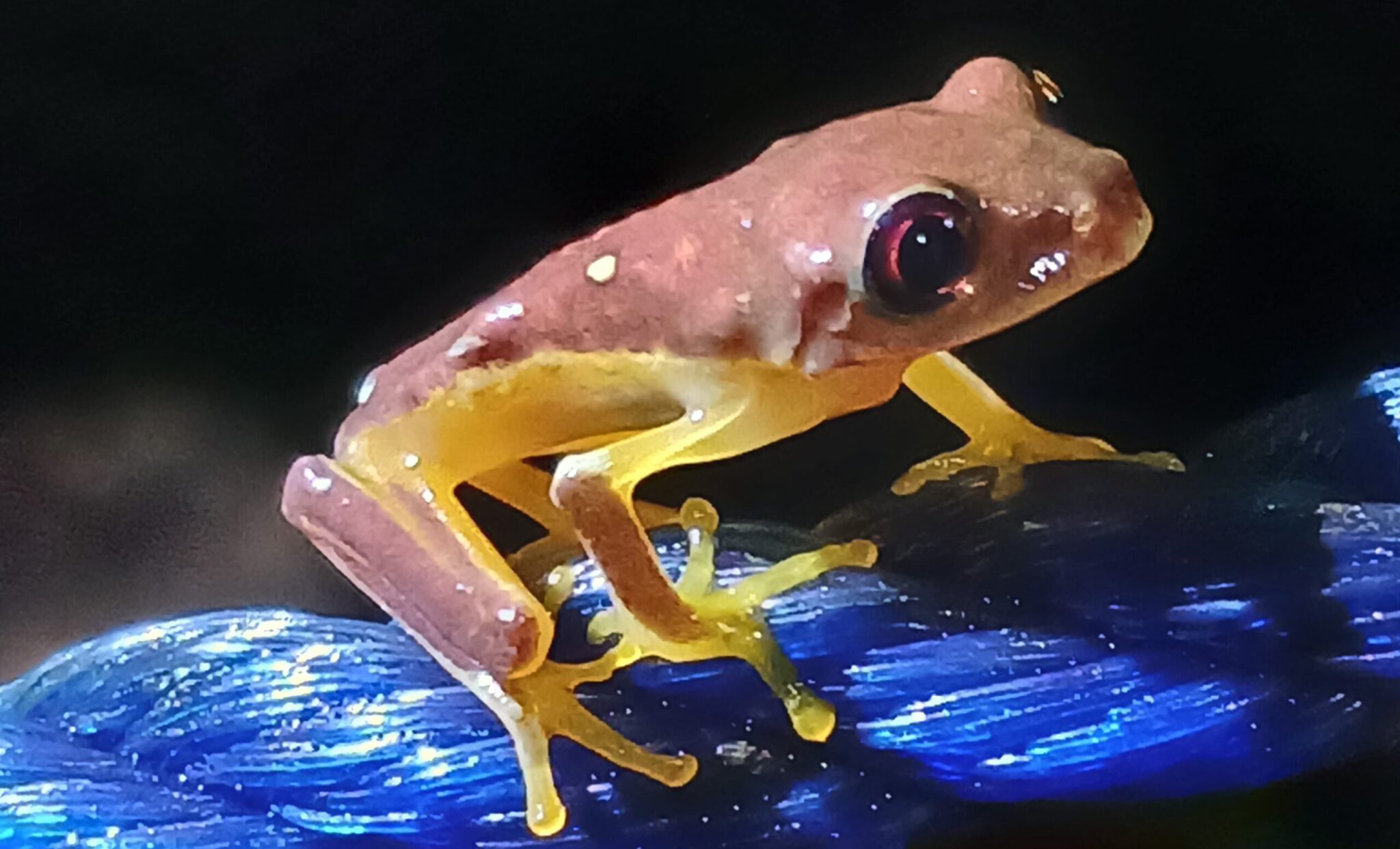 whatsapp image 2025 11 09 at 10.00.13 pm